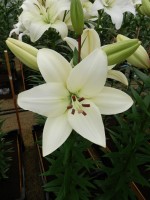 [4037 Litouwen No02.JPG]